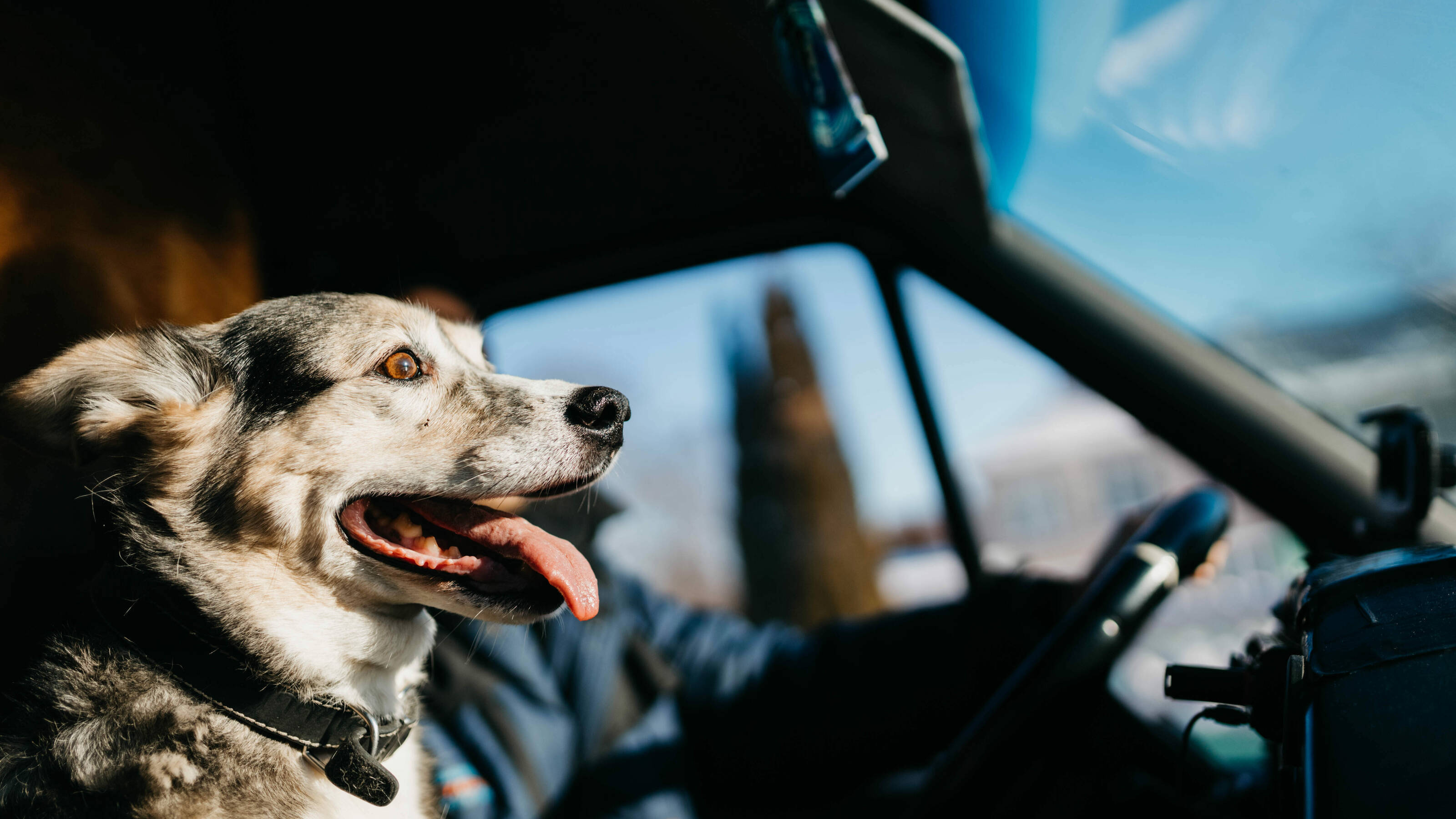 Pet Travel Requirements Eurotunnel LeShuttle™